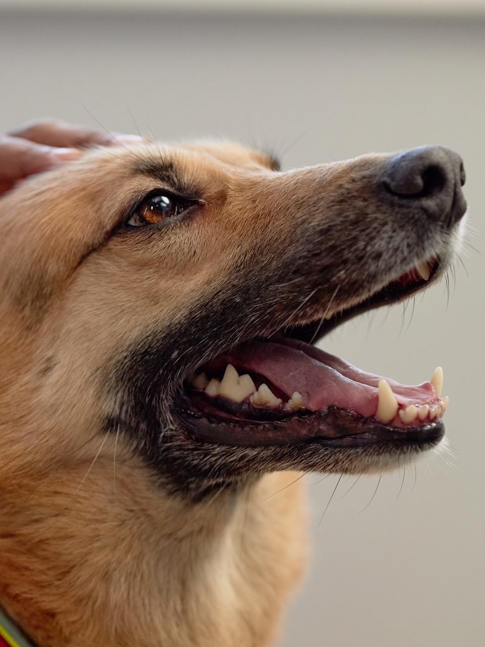 Dog eating blueberry from the hands