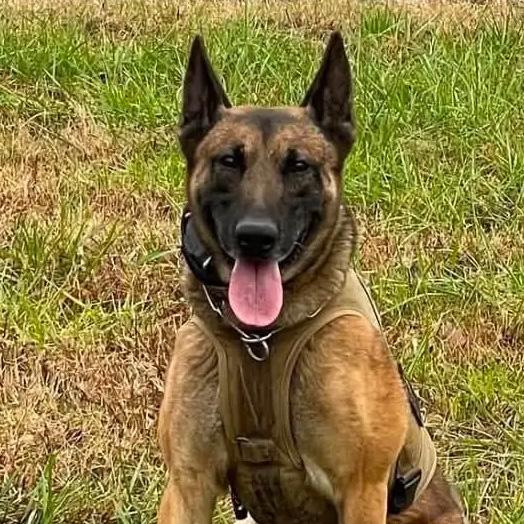 K-9 Burt