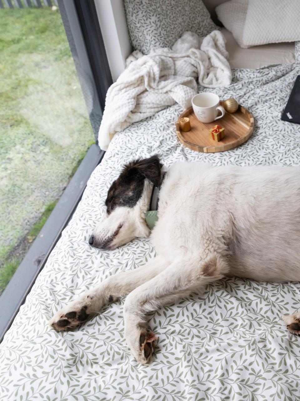 white dog sleeping. in big cozy bed