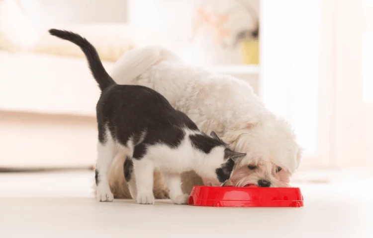 cat and dog feeding