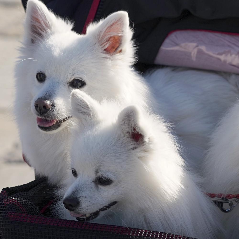 Three beautiful american eskimos in their loved stroller.