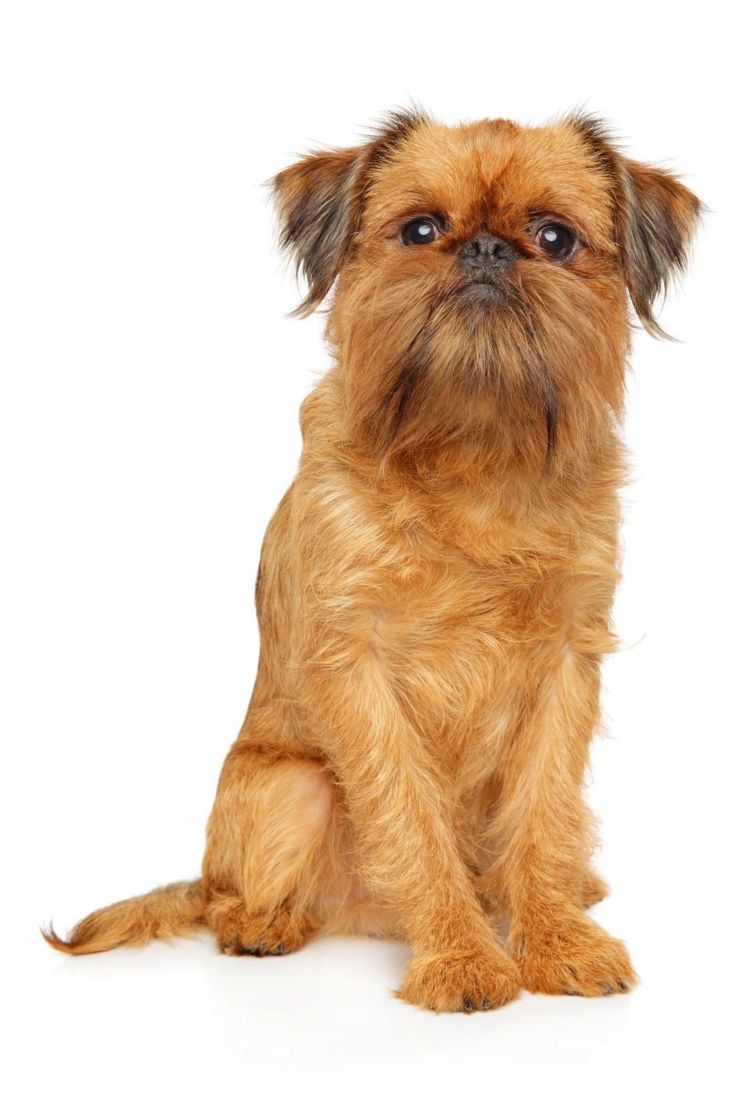 Brussels Griffon