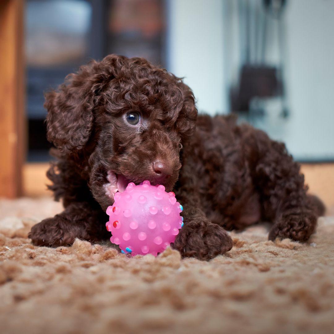 Brown Toy Poodle puppy playing with ball