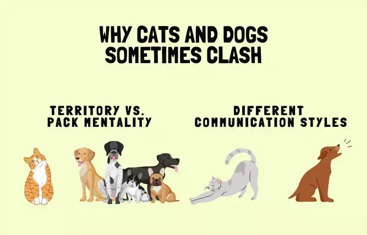 why cats and dogs sometimes clash