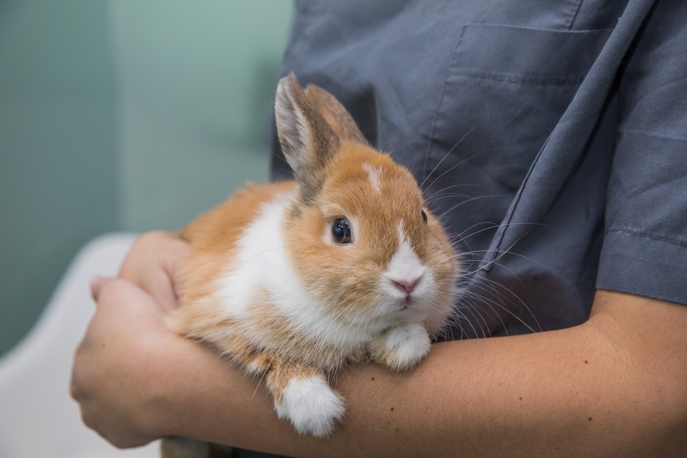 doctor holding rabbit