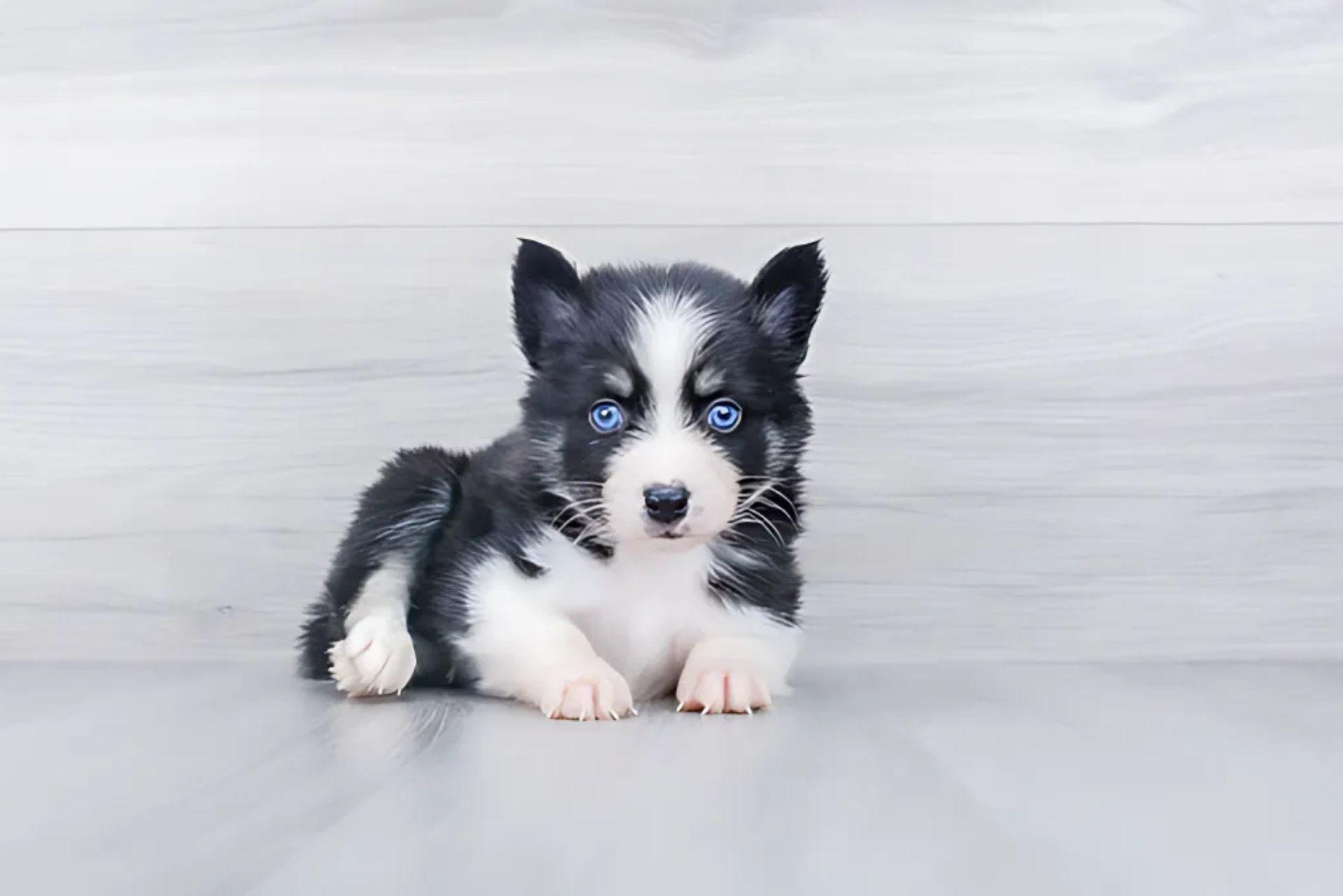 cute pomsky