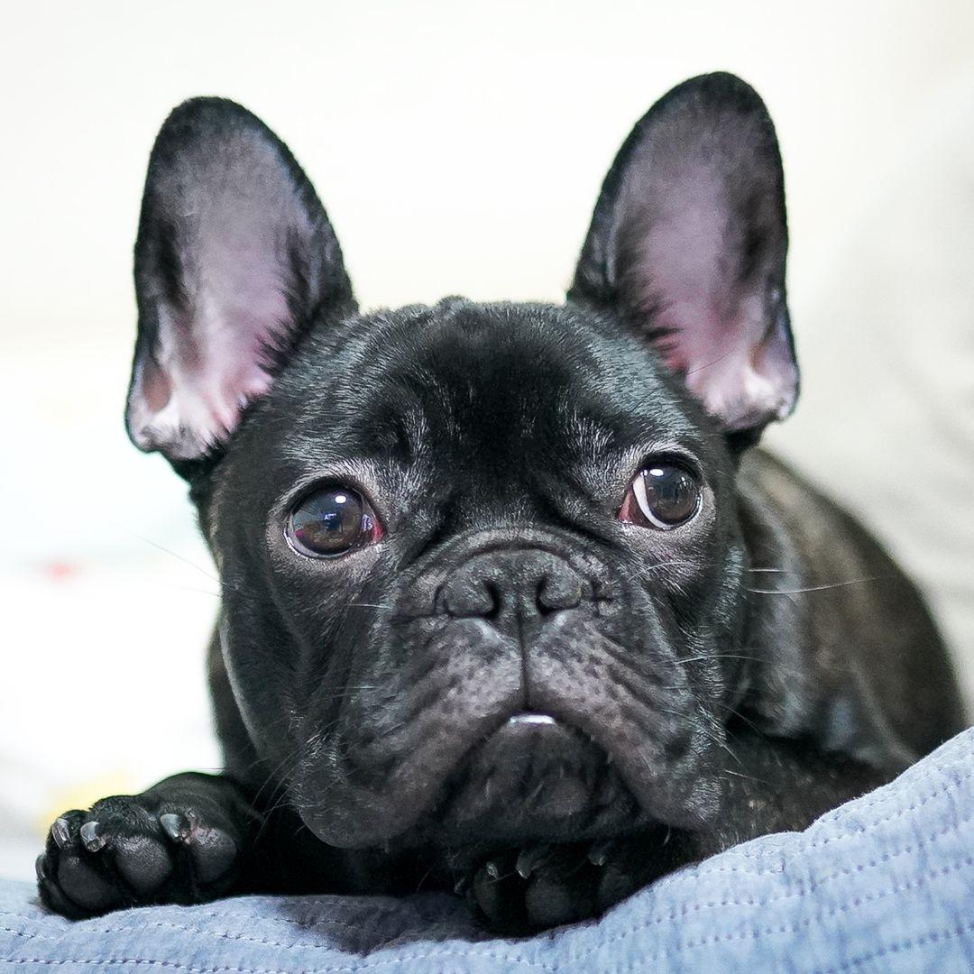 Black French Bulldog Puppy on Persons Lap