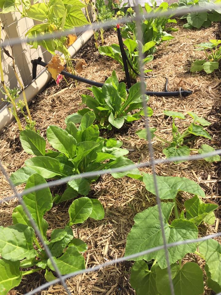 Leafy green vegetables growing in a mulched garden bed with drip irrigation.