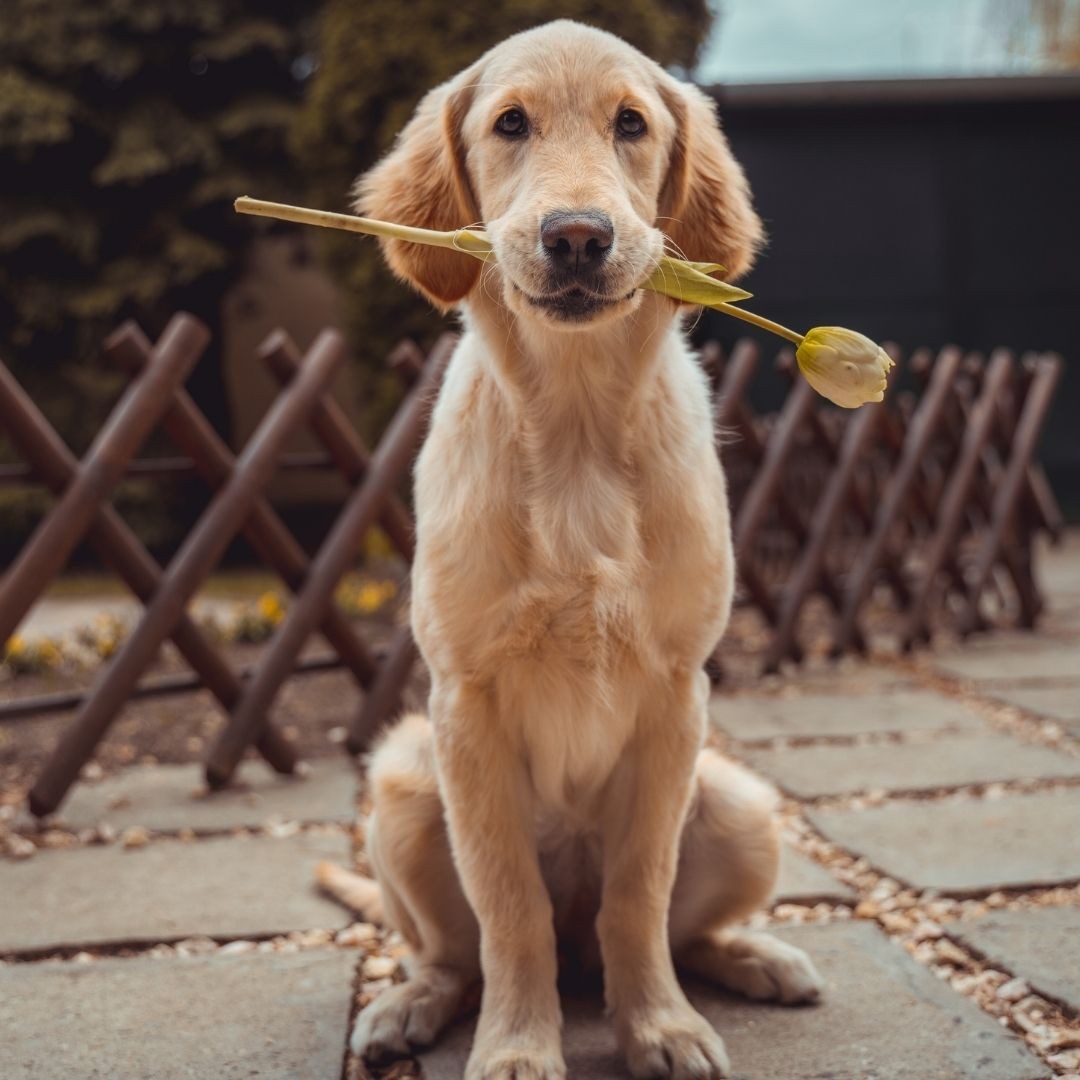 Labrador dog with a lily in its mouth