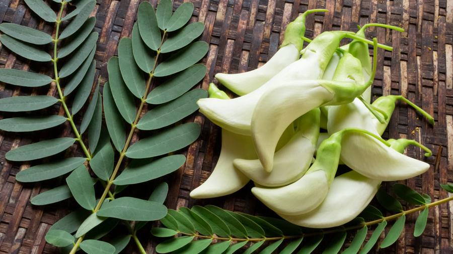 Agastya leaf and flowers