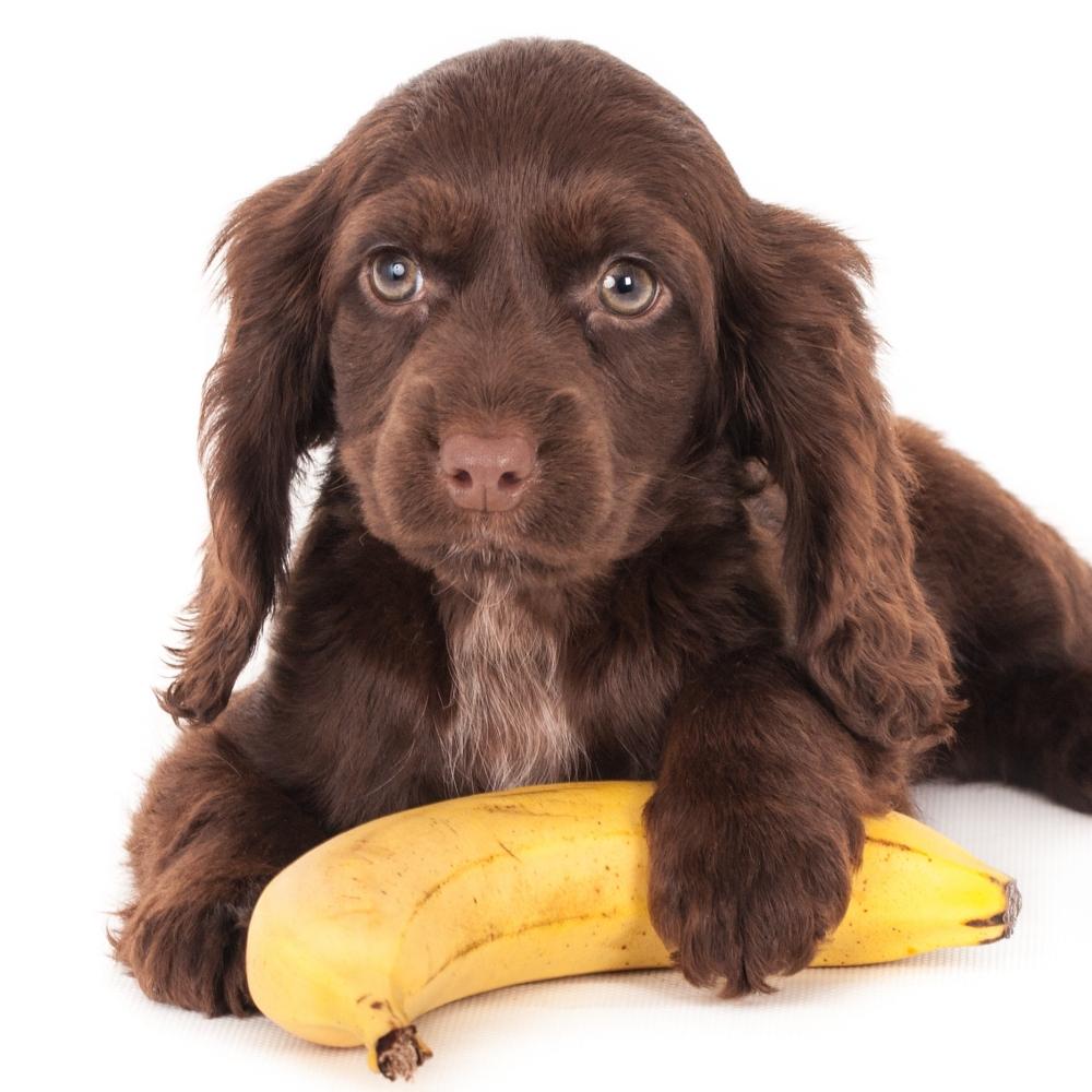 A closer look at Can Puppies Eat Banana Daily