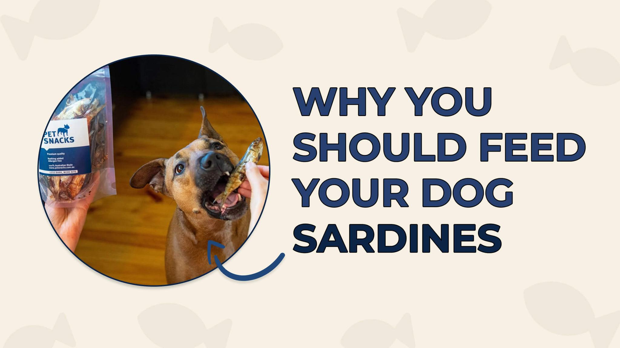 3 reasons why sardines are good! Pet Snacks