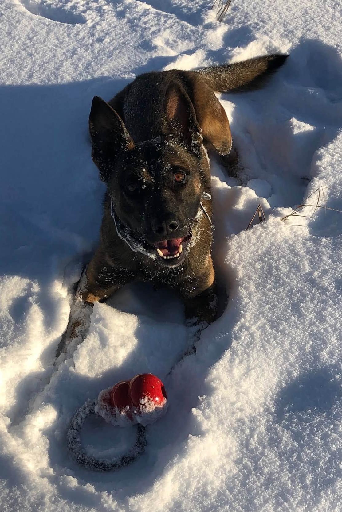 k9 audie in the snow