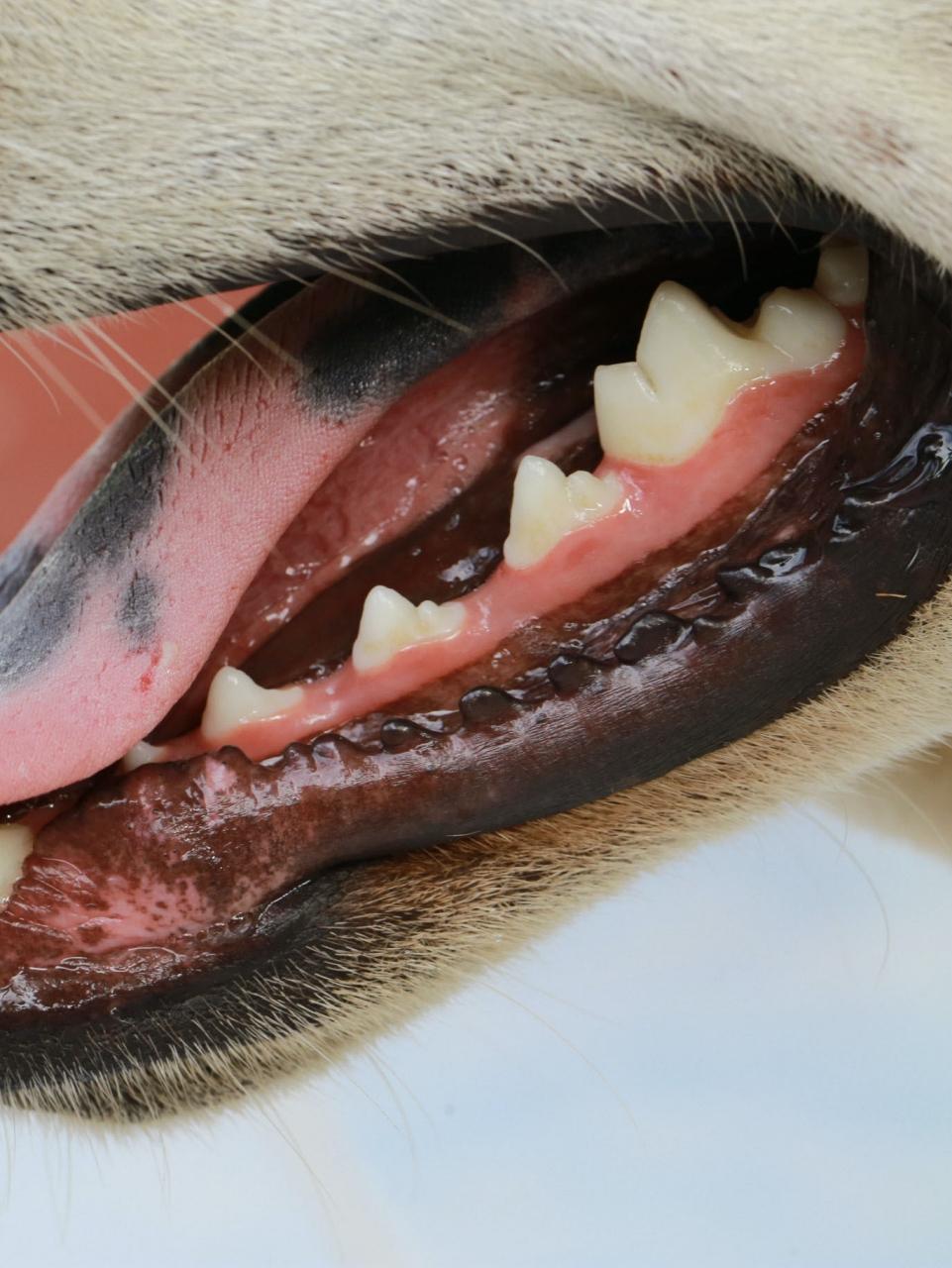 Portrait of happy mixed breed dog sitting indoors with mouth slightly open enjoying being petted by male owner