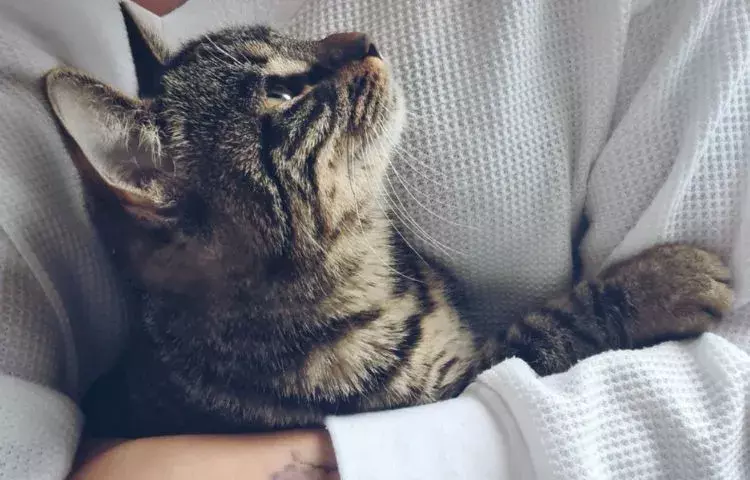 Adopting a cat checklist