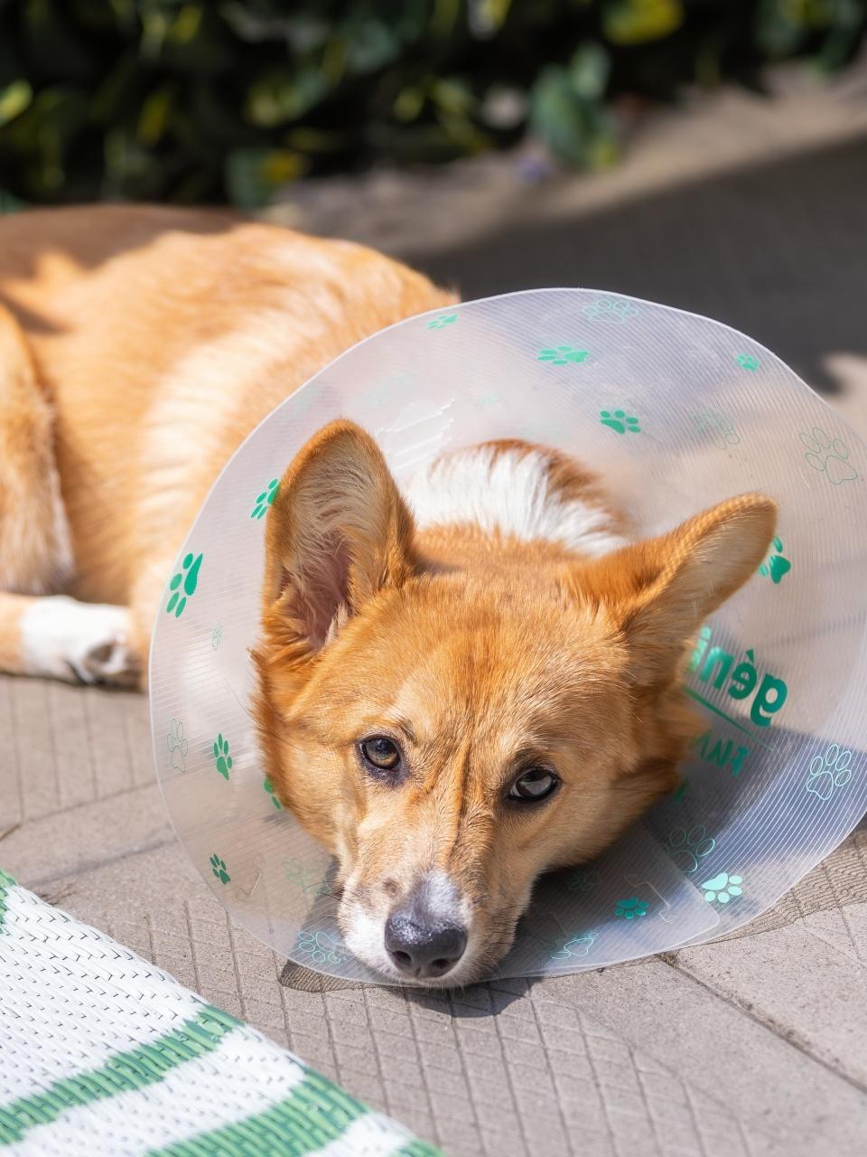Adorable Pembroke Welsh Corgi puppy laying outside wearing the cone of shame after getting spayed