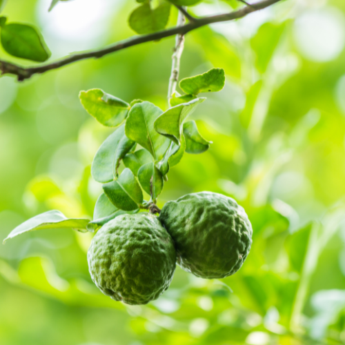 Bergamot Oranges on a tree