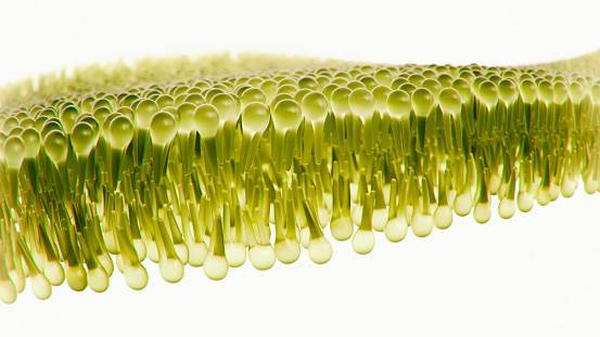 Representative image of Pentyl Glycol. For visual representation only. Not to be considered as medical or anatomical representation