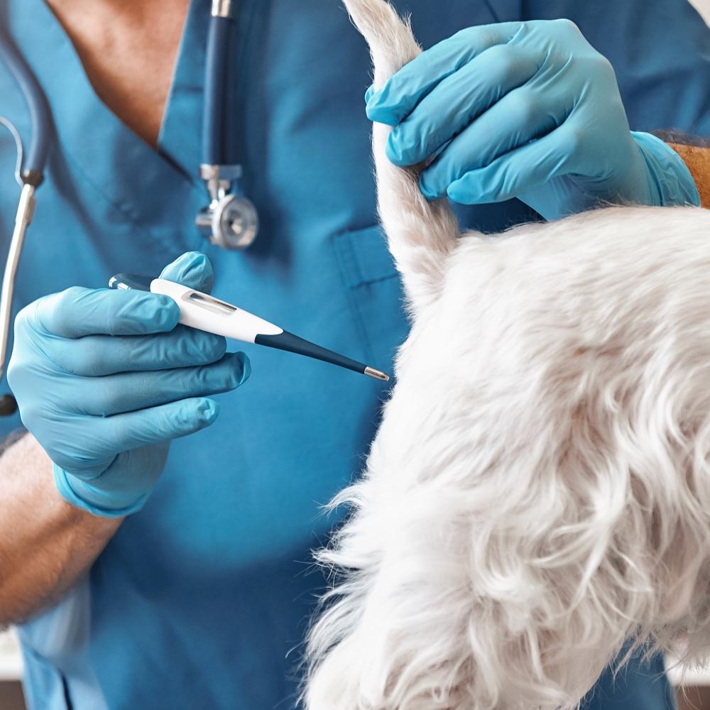 Male veterinarian in work uniform is measuring body temperature of a small dog