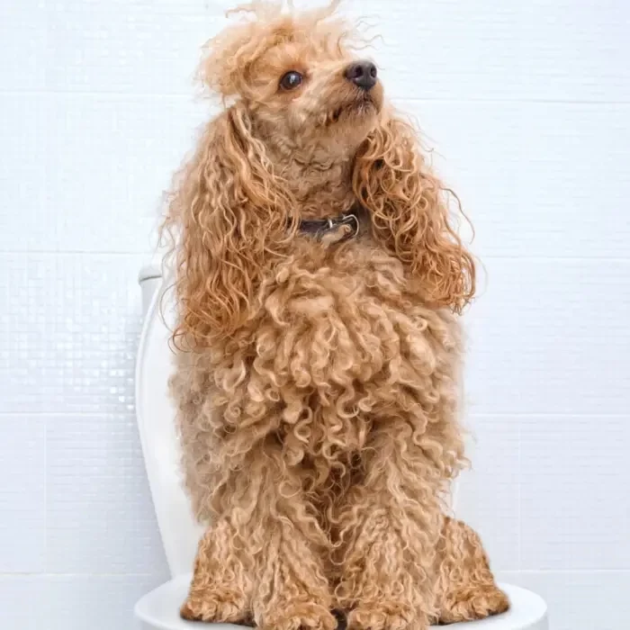 Dog sitting next to pee puddle