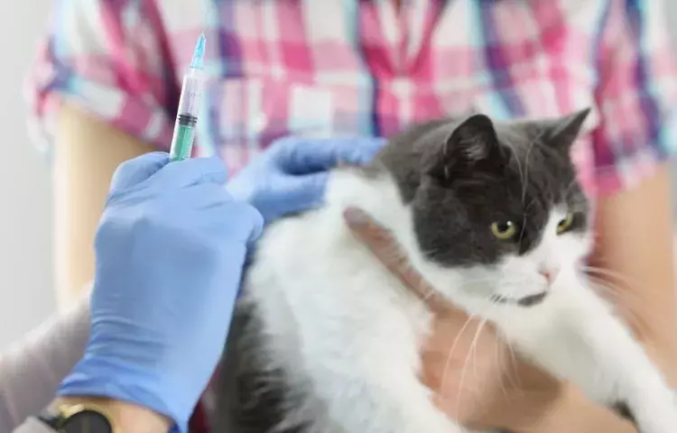 rabies vaccine for cats