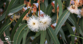 Eucalyptus Australiana – Essential Oil Monograph