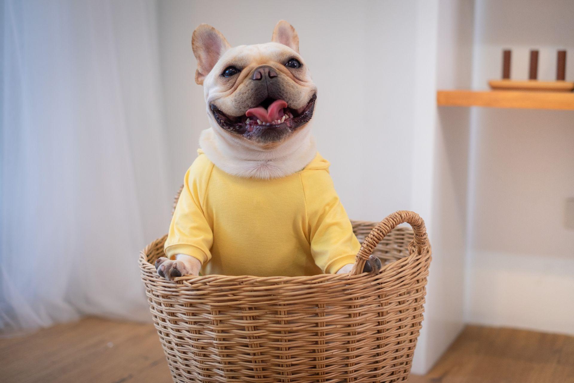 French Bulldog sitting in Basket