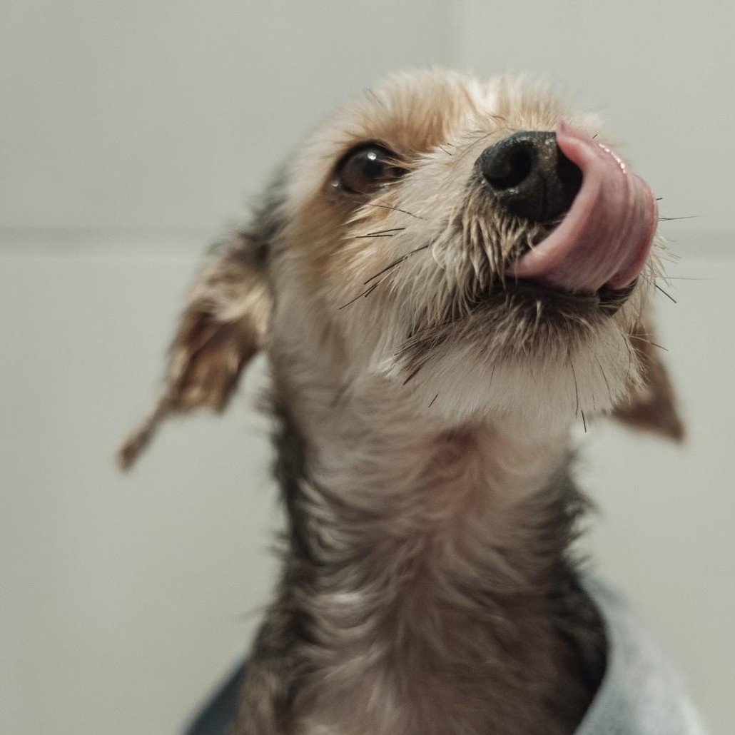 Dog with tongue sticking out