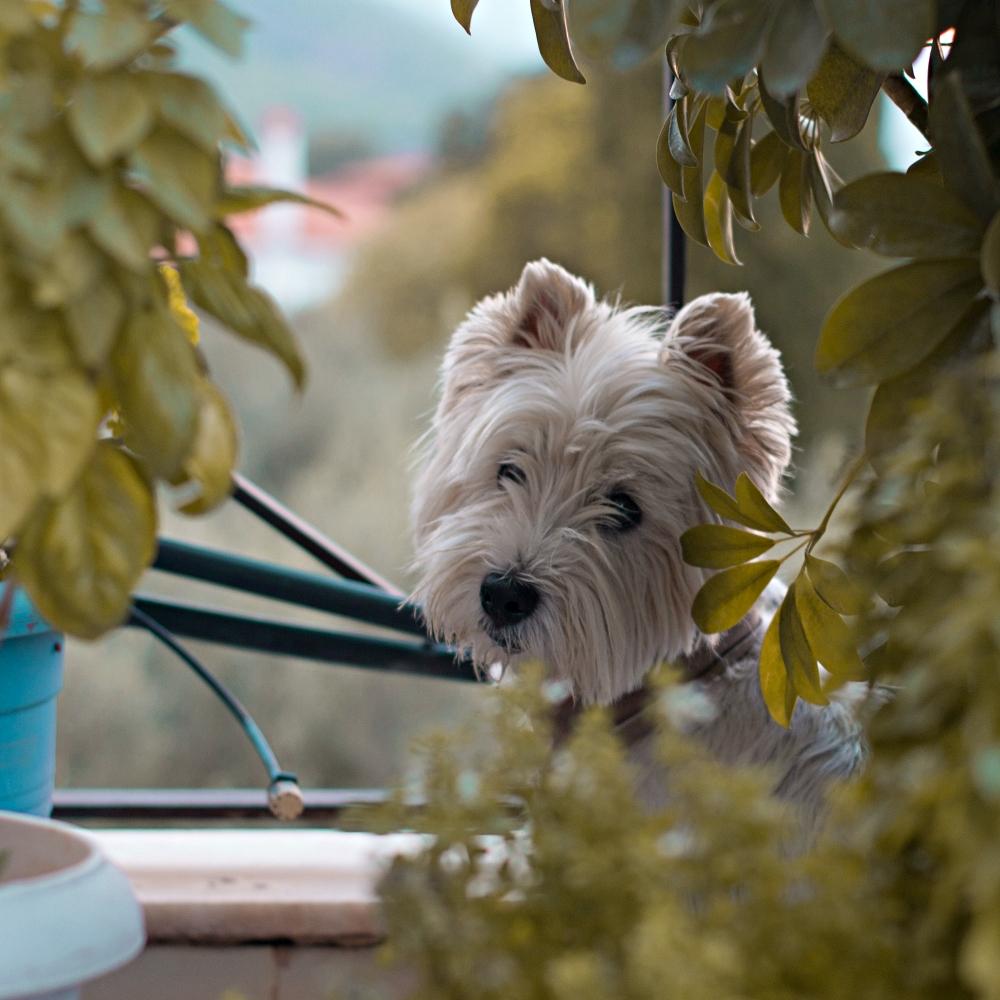 West Highland White Terrier Dog