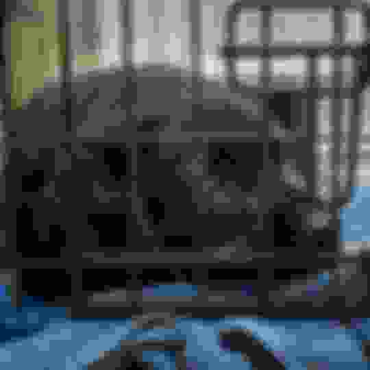 Why does my dog pee on carpet and How to stop It Potty Buddy Potty