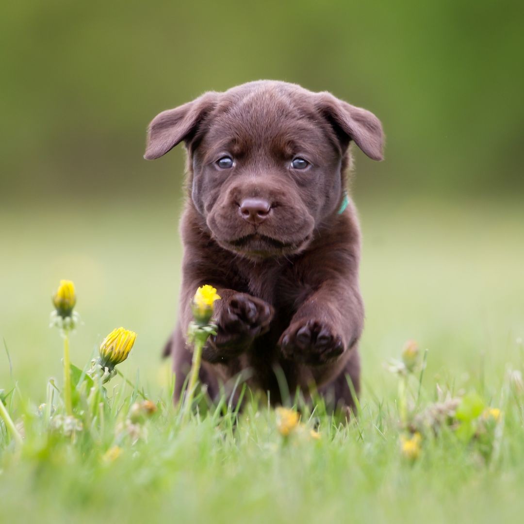 Brown labrador puppy