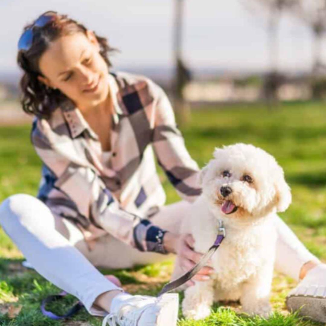 Bichon Frise playing with owner