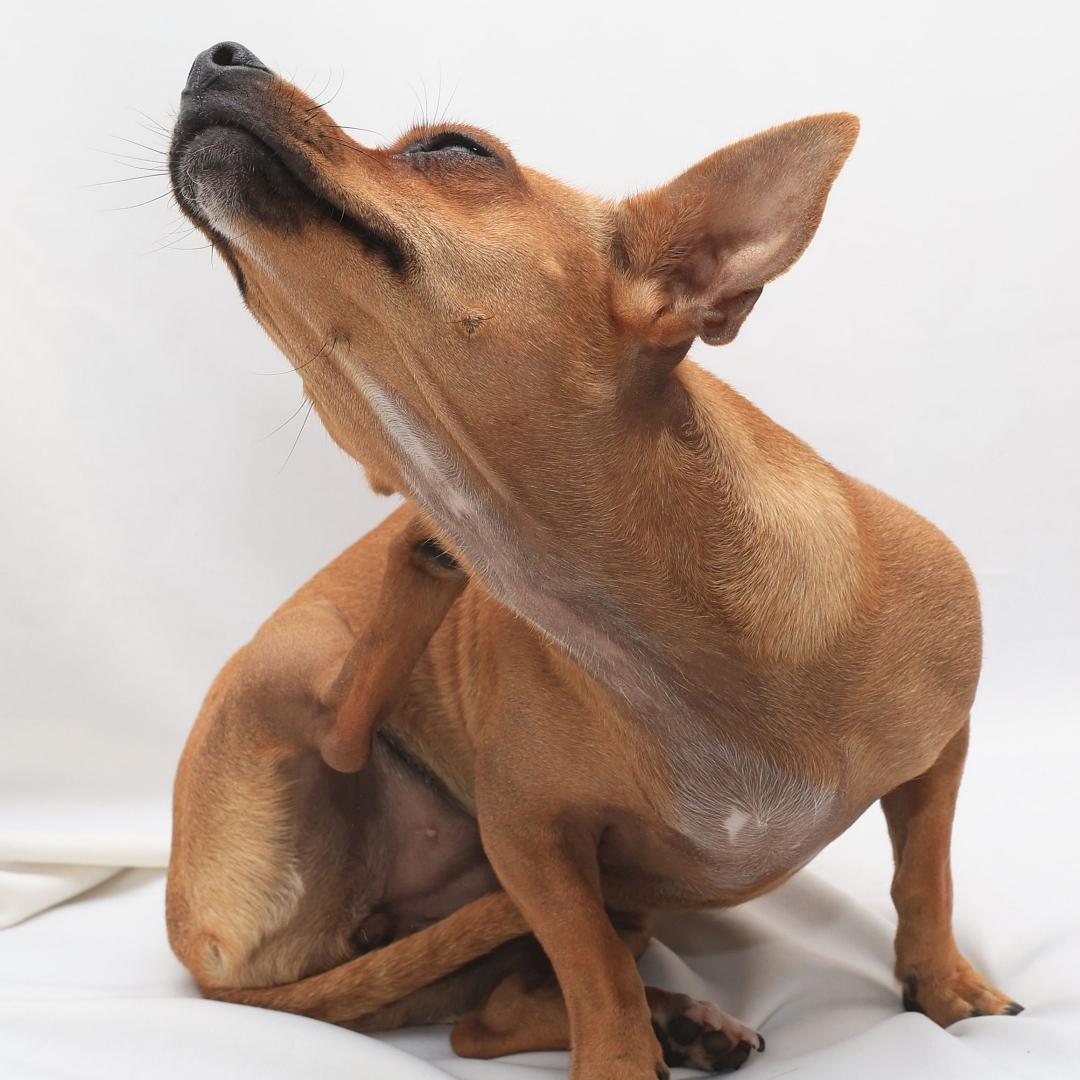 Chihuahua and Dachshund Mixed Breed Chiweenie Dog profile sitting looking left, isolated on clean white background