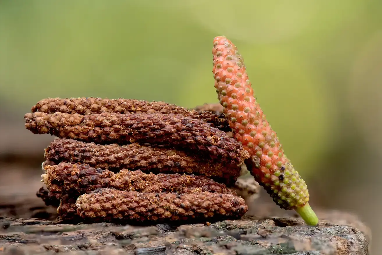Piper Longum (Indian Long Pepper) Fruit Extract