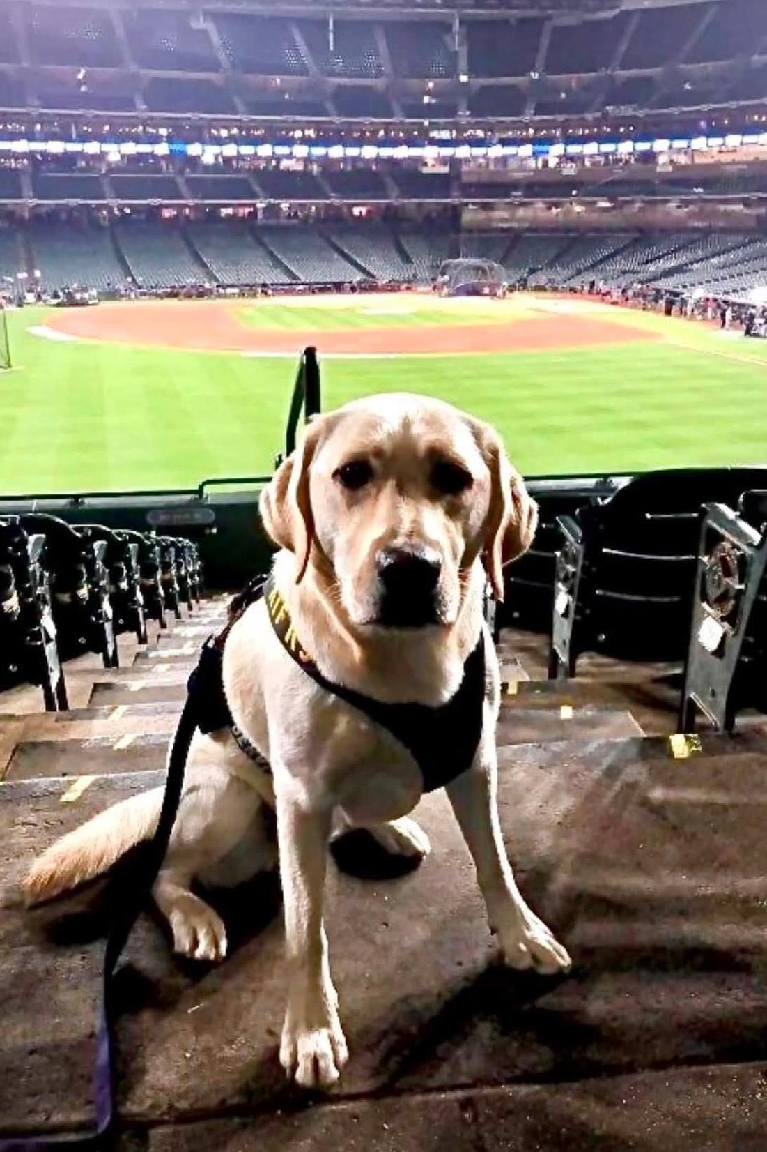 k9 lady at the baseball stadium