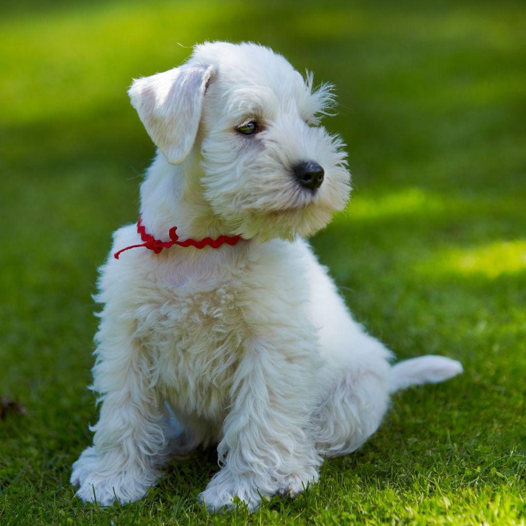 White Miniature Schnauzer Puppy