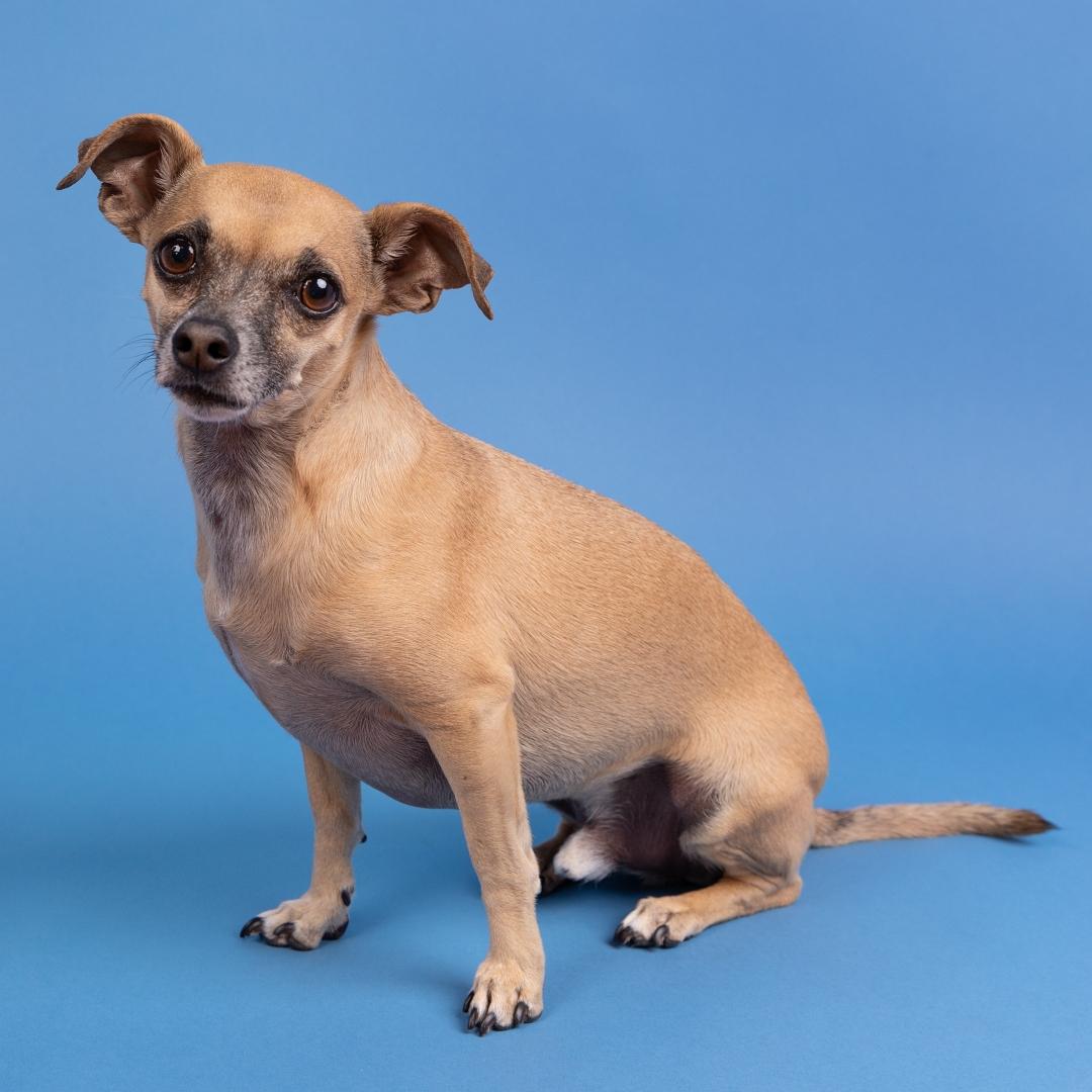Cheweenie dog sitting down in a studio against a blue background