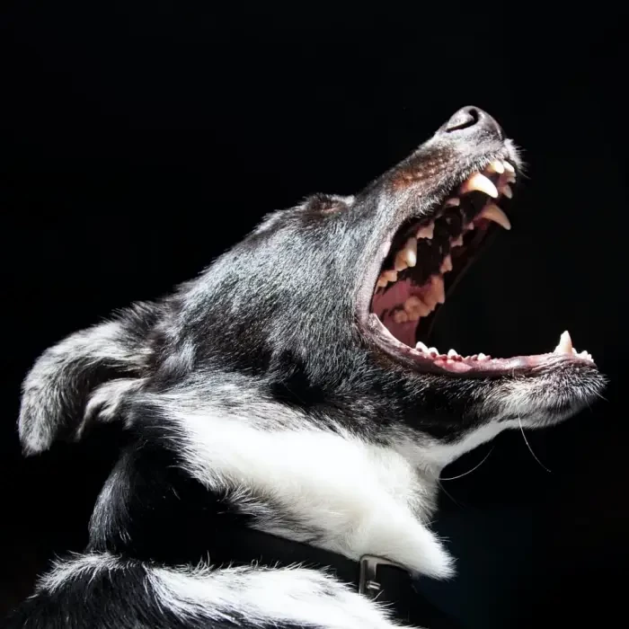 A dog with its mouth wide open showing its teeth