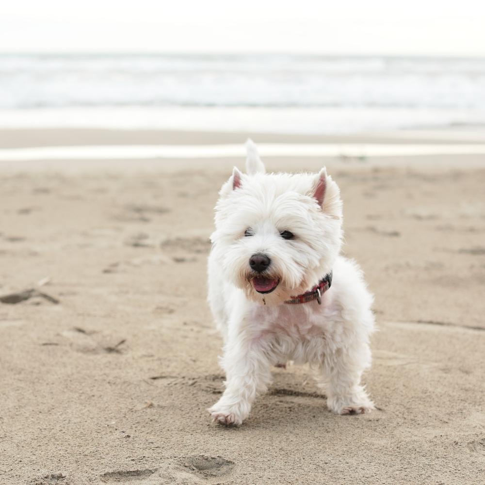 West Highland White Terrier Dog