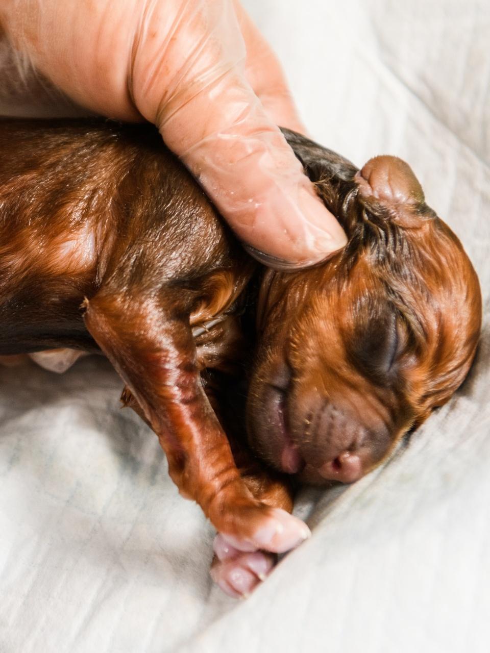 Rhodesian ridgeback dog newborn puppy in amniotic sac, umbilical cord clamped