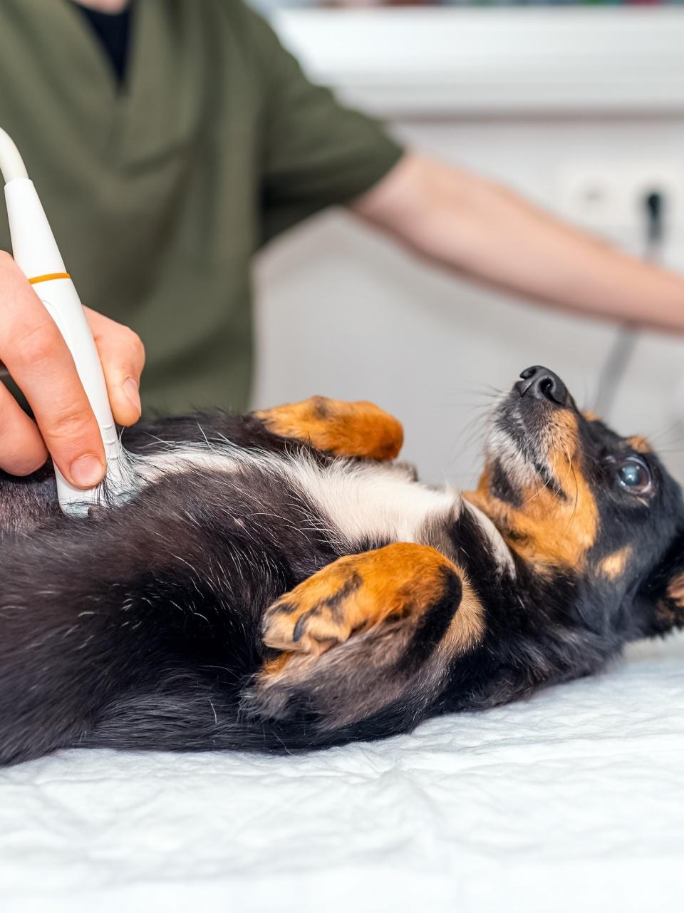 A small black-and-tan dog lies on its back during a vet ultrasound, looking alert while being examined.