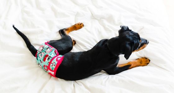 Young dog lying on bed wearing a diaper