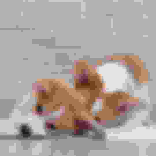 How to Stop Puppy From Chewing Pee Pad Potty Buddy Potty Buddy™