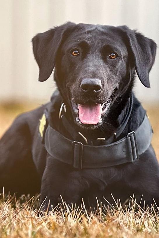 k9 elise 342