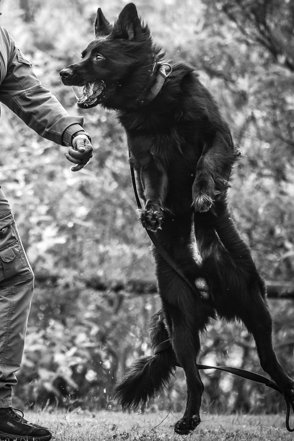k9 bear