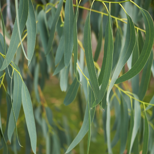 Soothing eucalyptus leaves from our Moon Haven blends