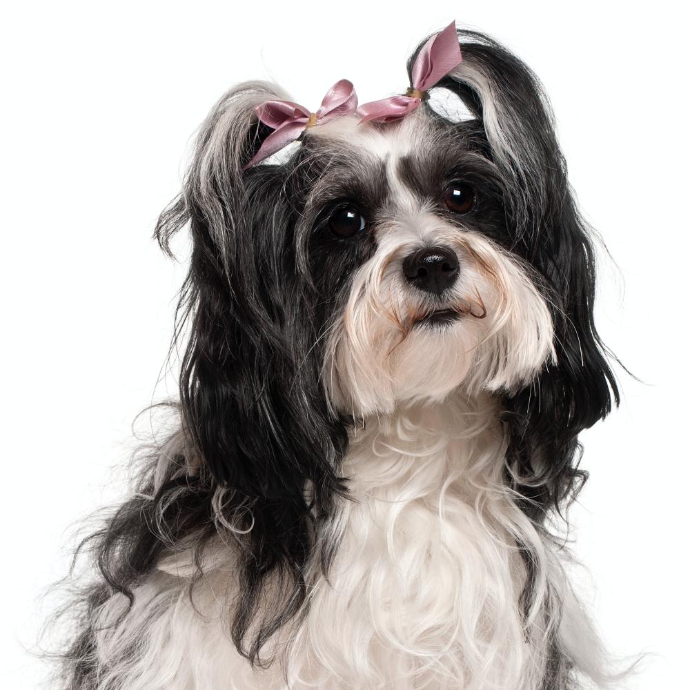 Havanese, 3 years old, sitting in front of white background