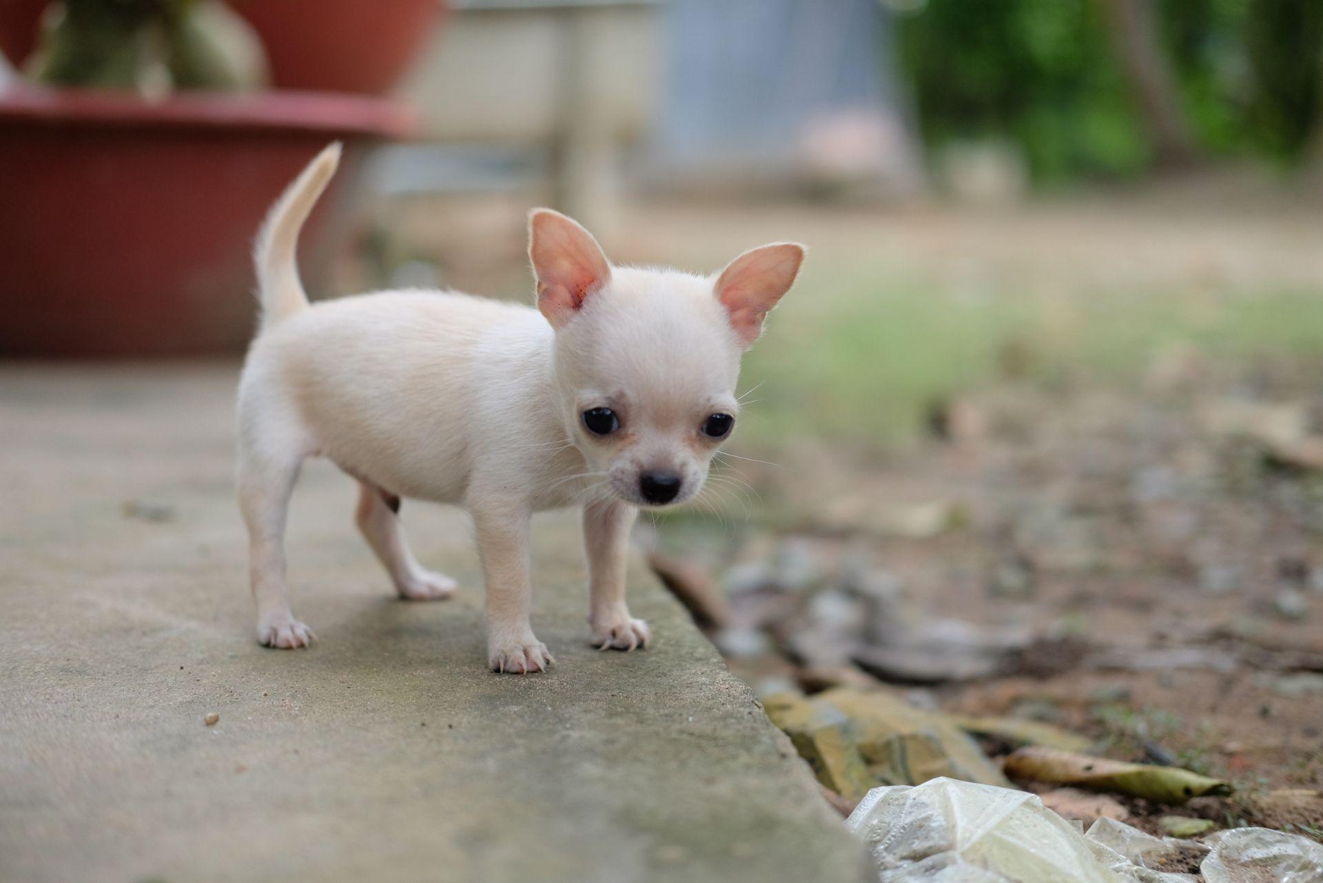 White Chihuahua puppy