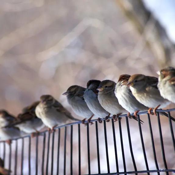 Birds