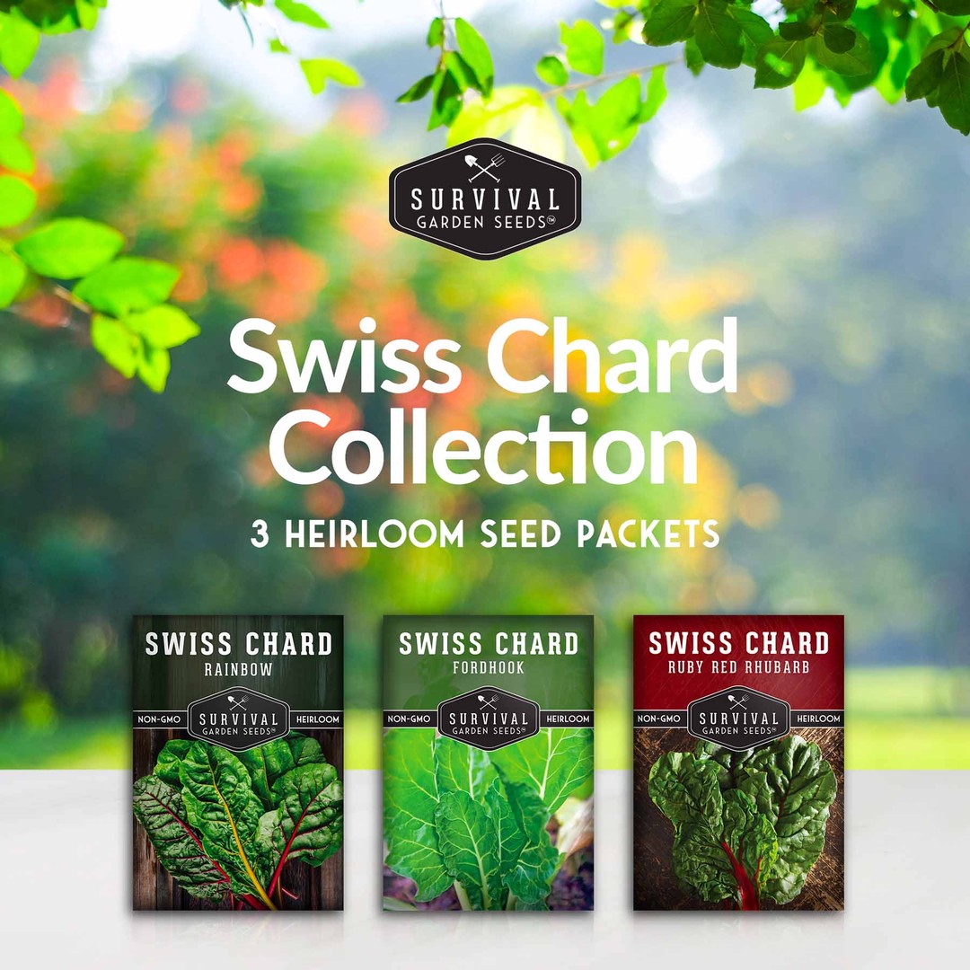 Swiss Chard Seed Collection - 3 heirloom seed packets